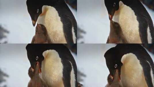企鹅给幼崽喂食高清在线视频素材下载