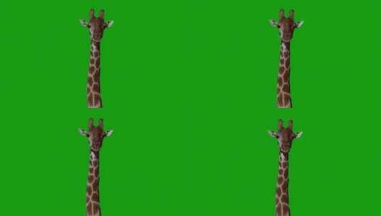 长颈鹿在绿色屏幕上咀嚼食物高清在线视频素材下载