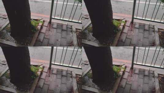 下雨天马路边树下植物【60帧】高清在线视频素材下载