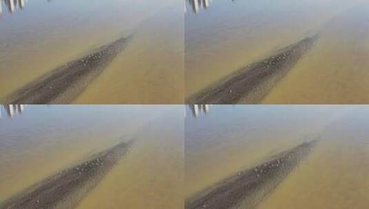 陕西汉中汉江浅滩 海鸥 鸟 白鹭停歇高清在线视频素材下载