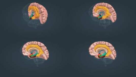 大脑边缘系统杏仁核下丘脑海马体扣带回大脑皮层海马旁回嗅觉通路高清在线视频素材下载