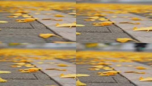 4K竖屏花草植物素材——银杏叶高清在线视频素材下载