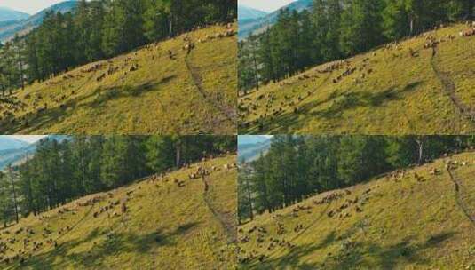 草原天然牧场羊群高清在线视频素材下载