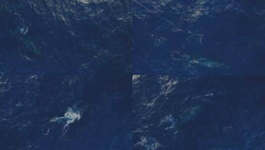 航拍浮出海面喷水的鲸鱼及鲸鱼宝宝高清在线视频素材下载