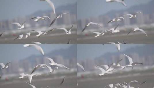 海鸟 海鸥高清在线视频素材下载