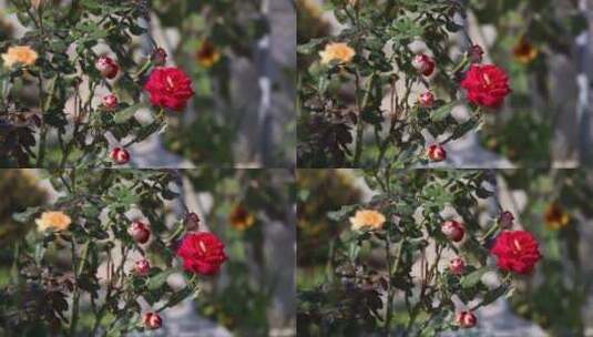 花园里的玫瑰花高清在线视频素材下载
