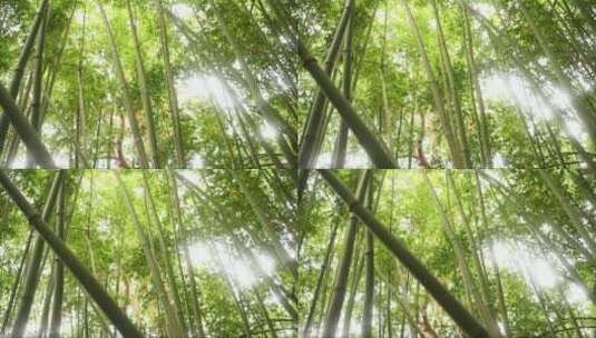 透过竹林的阳光高清在线视频素材下载