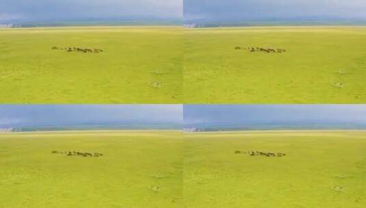 新疆大草原上奔腾的骏马高清在线视频素材下载