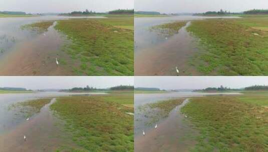 四川黑龙滩水库湿地白鹭飞高清在线视频素材下载
