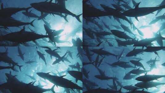 海底金枪鱼群高清在线视频素材下载