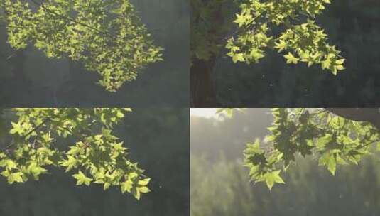 清新亮丽的翠绿色枫树叶高清在线视频素材下载