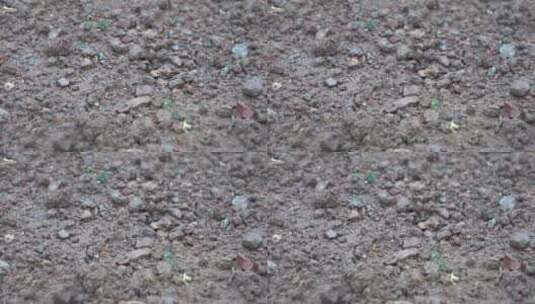 慢镜头雨水滴落在泥土上浸润土壤高清在线视频素材下载