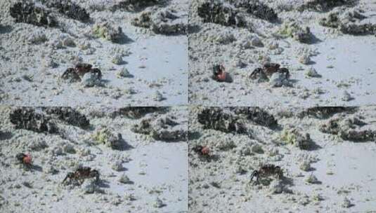 沙滩的螃蟹高清在线视频素材下载
