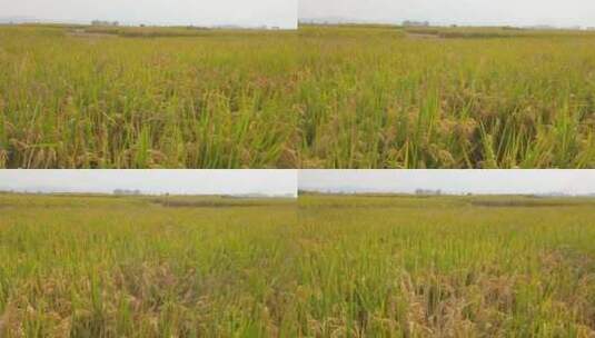 4k 秋天的乡村水稻田稻谷高清在线视频素材下载