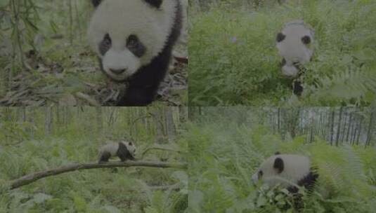 熊猫走路上树高清在线视频素材下载