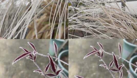 冬天下霜的植物视频合集高清在线视频素材下载