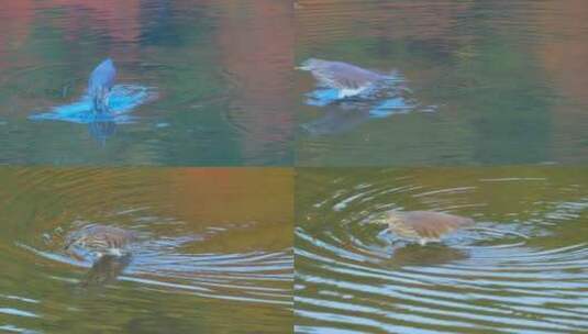 广州麓湖公园水里觅食的夜鹭水鸟野生动物高清在线视频素材下载