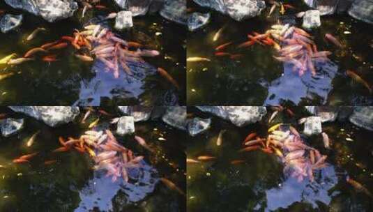池塘中一群嬉戏的锦鲤高清在线视频素材下载