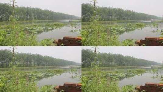水岸湖边池塘山坡草地高清在线视频素材下载