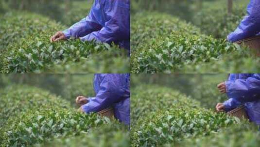 手工采摘茶叶茶园茶田采茶特写植物绿叶高清在线视频素材下载