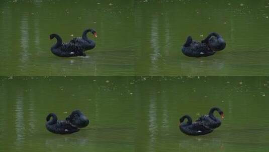 公园池塘黑天鹅游泳高清在线视频素材下载