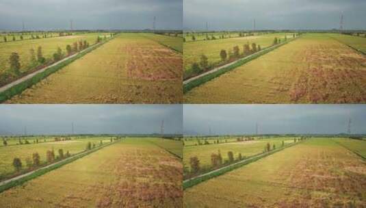 江门台山收割机割稻子丰收机械化生产高清在线视频素材下载