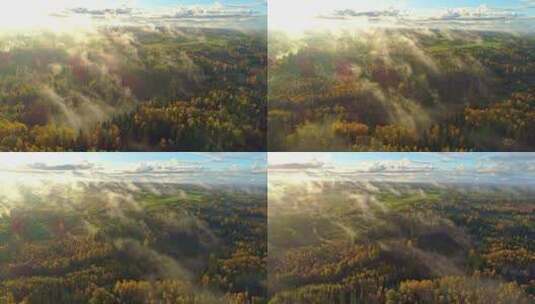 森里平流雾4k航拍高清在线视频素材下载