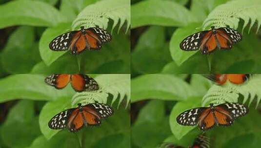 夏天蝴蝶在树叶上起飞高清在线视频素材下载