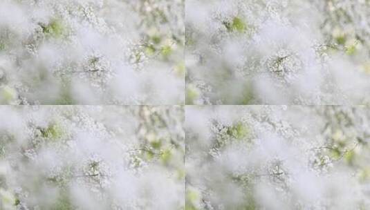 春天白色珍珠菊鲜花在风中摇曳高清在线视频素材下载