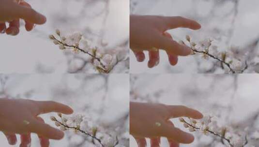 手指抚摸樱花花瓣视频高清在线视频素材下载