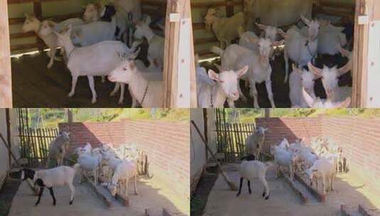 农民牧民饲养的山羊高清在线视频素材下载