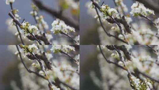 春天梨园梨花盛开高清在线视频素材下载