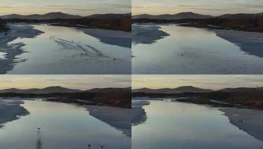 春天湿地残雪河面上的水鸟候鸟高清在线视频素材下载