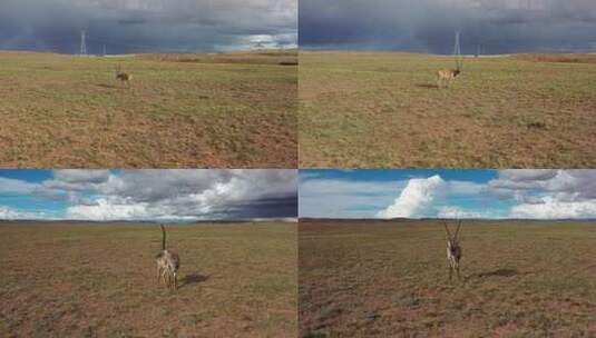 4K航拍可可西里藏野驴藏羚羊高清在线视频素材下载