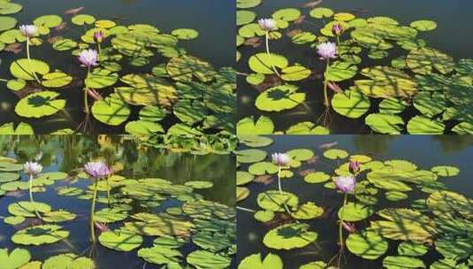 0084睡莲莲花池塘湖面水面公园植物阳光光影高清在线视频素材下载