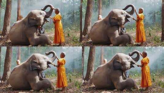 僧侣和大象高清在线视频素材下载