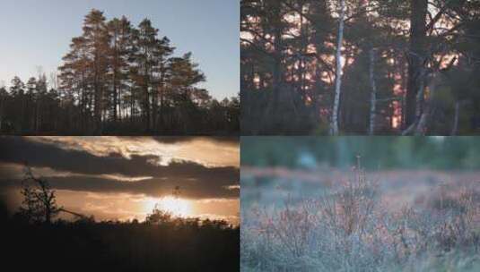 森林黄昏夕阳唯美高清在线视频素材下载