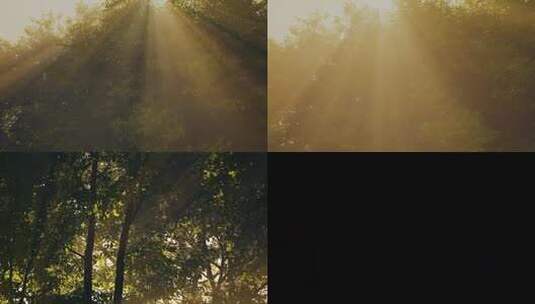 森林阳光折射 阳光透射 阳光穿过森林 晨曦高清在线视频素材下载