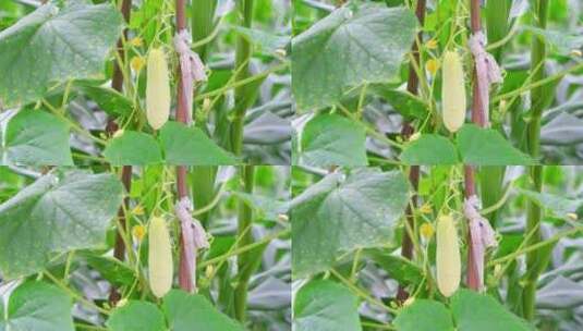 实拍夏日乡村风光绿色蔬菜黄瓜自然风景高清在线视频素材下载