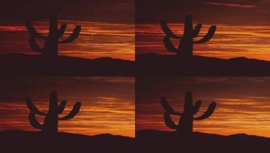 Saguaro Cactus与炽热的红色日出的垂直视频剪影高清在线视频素材下载