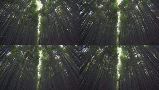 竹子天然森林高清在线视频素材下载