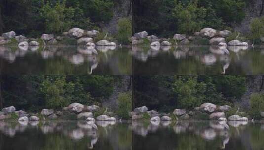 湖边树林里的白鹭鸟高清在线视频素材下载