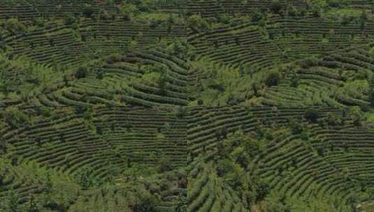 茶叶 茶园 抄茶 中国茶 茶天下 茶高清在线视频素材下载