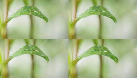 茶叶 特写 下雨水滴高清在线视频素材下载