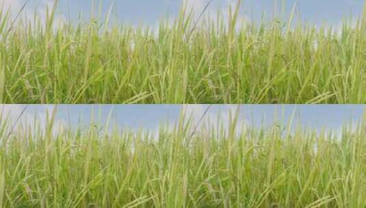 蓝天白云下逐渐成熟的水稻稻子高清在线视频素材下载