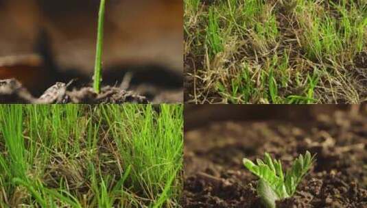 小草从土里长出来春天来了植物生长延时高清在线视频素材下载