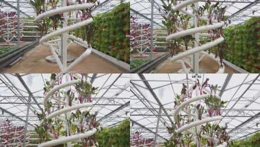 4K  寿光蔬菜大棚无土栽培特写高清在线视频素材下载