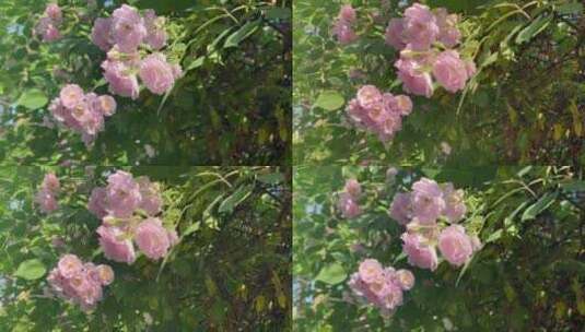 粉色蔷薇花枝叶变焦高清在线视频素材下载
