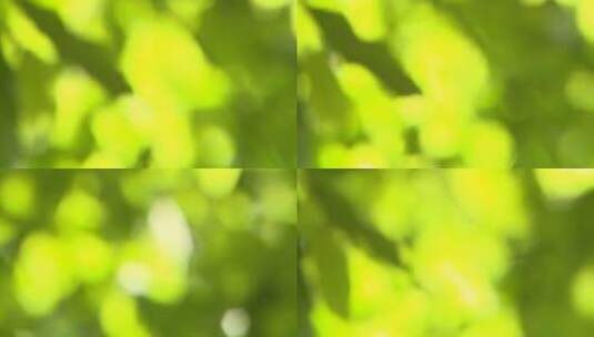 树叶光影模糊高清在线视频素材下载
