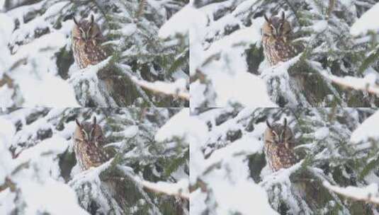 猫头鹰在积满雪的松树上高清在线视频素材下载